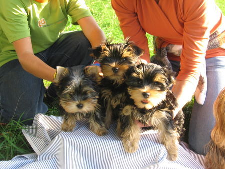 Yorkshire Terrier Hunde Foto 34603 in höherer Auflösung ansehen Yorkshire Terrier Lolek, Lider und Larys unsere 3Rüden