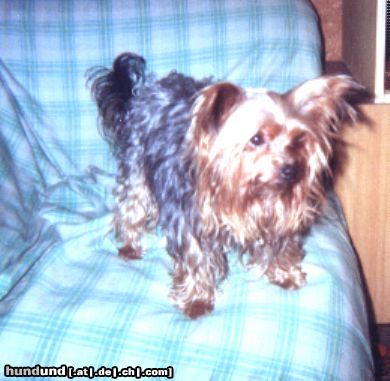Yorkshire Terrier Hunde Foto 18040 Yorkshire Terrier Ich, Baby, wieder
