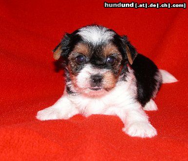 Yorkshire Terrier Hunde Foto 25285 in höherer Auflösung ansehen Yorkshire Terrier