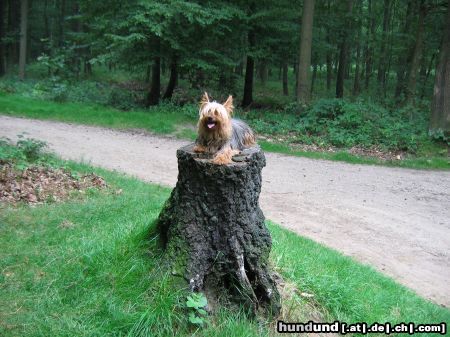 Yorkshire Terrier Hunde Foto 13439 Yorkshire Terrier Jacky