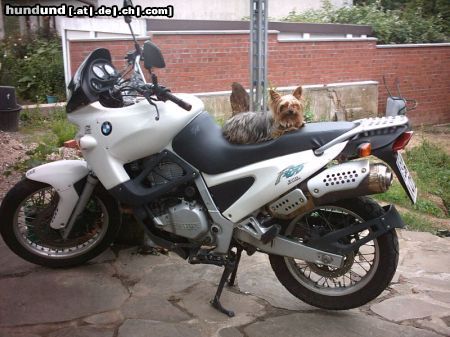 Yorkshire Terrier Hunde Foto 13411 Yorkshire Terrier Jacky als Motorradbraut