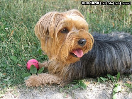 Yorkshire Terrier Hunde Foto 23431 Yorkshire Terrier Unser Liebling, Jaimy, 4 Jahre !