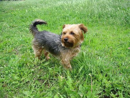 Yorkshire Terrier Hunde Foto 31960 Yorkshire Terrier Unser Liebling schon 5 Jahre