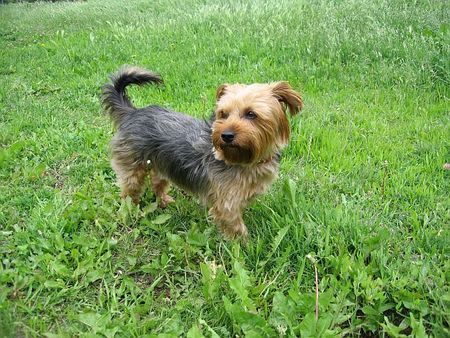 Yorkshire Terrier Unser Liebling schon 5 Jahre