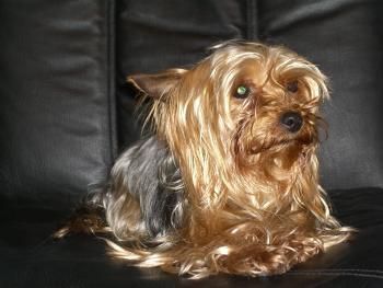 Yorkshire Terrier Hunde Foto 37370 in höherer Auflösung ansehen Yorkshire Terrier Ich bin die kleine Jeanny