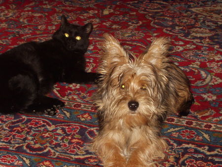 Yorkshire Terrier Hunde Foto 37124 Yorkshire Terrier Jacky mit Blacky