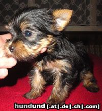 Yorkshire Terrier Hunde Foto 3441 Yorkshire Terrier Jewel