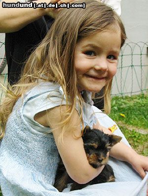 Yorkshire Terrier Hunde Foto 3440 Yorkshire Terrier Jewel und Robin
