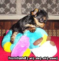 Yorkshire Terrier Hunde Foto 3442 Yorkshire Terrier Jewel