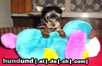 Yorkshire Terrier Hunde Foto 3443 Yorkshire Terrier Jewel