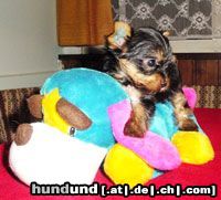 Yorkshire Terrier Hunde Foto 3450 Yorkshire Terrier Jewel