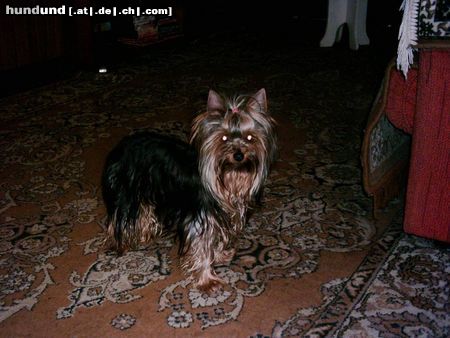 Yorkshire Terrier Hunde Foto 18711 in höherer Auflösung ansehen Yorkshire Terrier