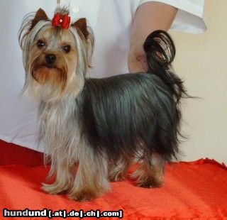 Yorkshire Terrier Hunde Foto 10185 Yorkshire Terrier Unser Deckrüde Kaluna Amamos La Vida