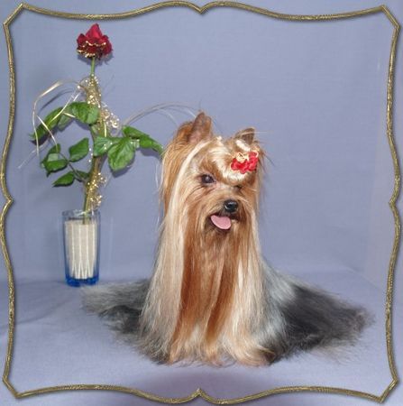 Yorkshire Terrier Hunde Foto 41171 in höherer Auflösung ansehen Yorkshire Terrier Kaluna Amamos La Vida