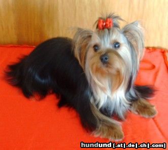 Yorkshire Terrier Hunde Foto 13783 Yorkshire Terrier Kiki