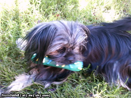 Yorkshire Terrier Hunde Foto 44702 Yorkshire Terrier *Kleine süße MOLLY