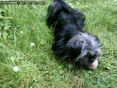 Yorkshire Terrier Kleine Molly spielt - 11 Monate alt