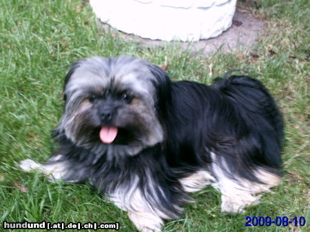 Yorkshire Terrier Hunde Foto 44815 Yorkshire Terrier Mein kleiner Sonnenschein...