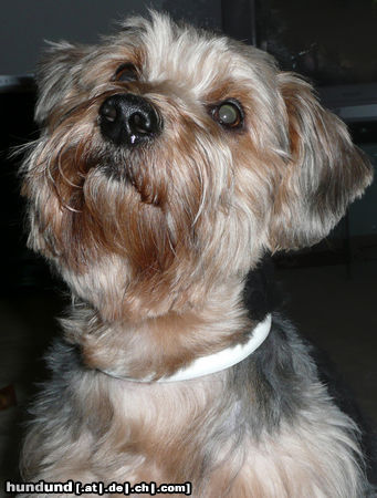 Yorkshire Terrier Gismo 