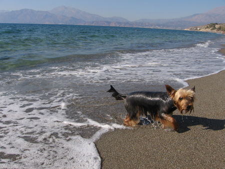 Yorkshire Terrier Hunde Foto 40342 Yorkshire Terrier Archie auf Kreta
