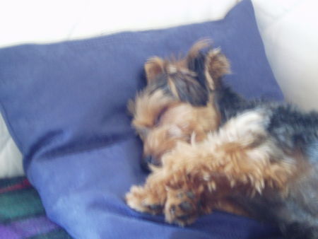 Yorkshire Terrier Hunde Foto 35910 Yorkshire Terrier Bin sooo müde