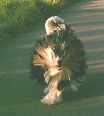 Yorkshire Terrier so siehts aus wenn de langhaarige  Biewer Yorkie Lenny  rennt.