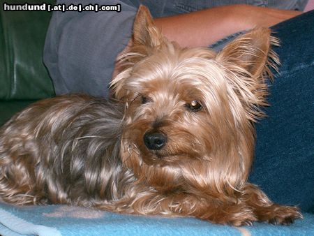 Yorkshire Terrier Hunde Foto 12195 Yorkshire Terrier lilly 11 Jahre