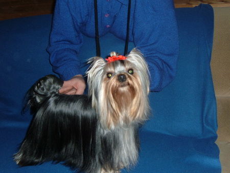 Yorkshire Terrier Hunde Foto 40825 Yorkshire Terrier Pride Hero Amamos La Vida