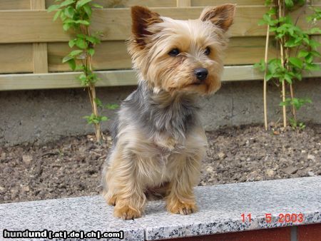 Yorkshire Terrier Hunde Foto 19763 in höherer Auflösung ansehen Yorkshire Terrier Ich bin Lisa