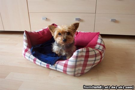 Yorkshire Terrier Hunde Foto 19764 in höherer Auflösung ansehen Yorkshire Terrier Das ist mein Körbchen
