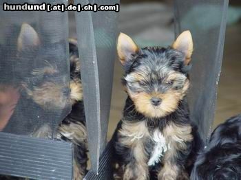 Yorkshire Terrier Hunde Foto 24540 Yorkshire Terrier pssst nicht verraten habe mich kurz mal versteckt :-)))), Bild zeigt Lovely und Jeany beide Welpen sind 13 Wochen alt