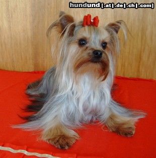 Yorkshire Terrier Hunde Foto 13782 Yorkshire Terrier Deckrüde Amamos La Vida Kaluna