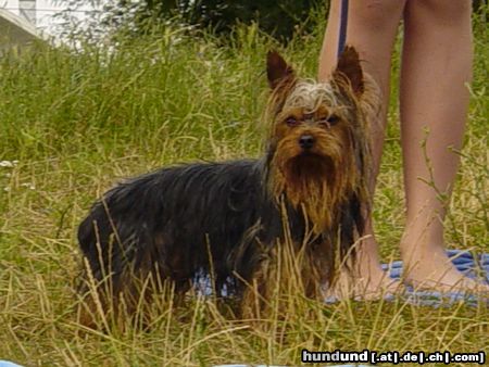 Yorkshire Terrier Hunde Foto 13188 Yorkshire Terrier Dandy gestern beim schwimmen