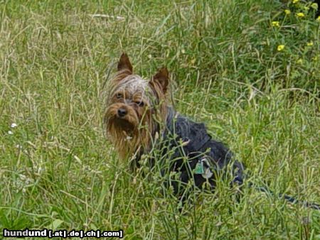 Yorkshire Terrier Hunde Foto 13182 Yorkshire Terrier Dandy heute beim schwimmen