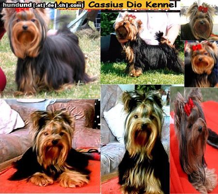 Yorkshire Terrier Hunde Foto 25287 in höherer Auflösung ansehen Yorkshire Terrier Von El Cassius Dio
