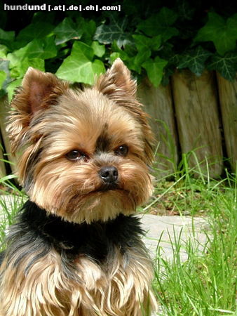 Yorkshire Terrier Hunde Foto 24653 Yorkshire Terrier Massimo