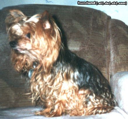 Yorkshire Terrier Hunde Foto 18042 Yorkshire Terrier Mein name ist Baby