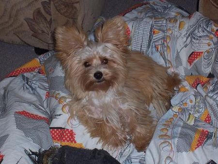 Yorkshire Terrier Hunde Foto 36165 Yorkshire Terrier im Körbchen ist es doch am schönsten