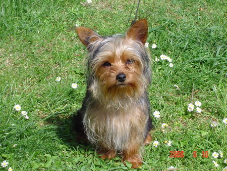 Yorkshire Terrier Micki 7 Monate alt