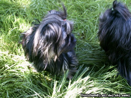 Yorkshire Terrier Molly und Freund Shih-Tzu 