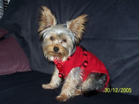 Yorkshire Terrier Hunde Foto 27849 Yorkshire Terrier Warm angezogen!!