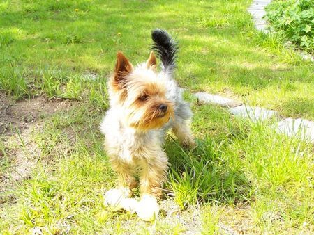 Yorkshire Terrier Hunde Foto 41908 in höherer Auflösung ansehen Yorkshire Terrier Nando