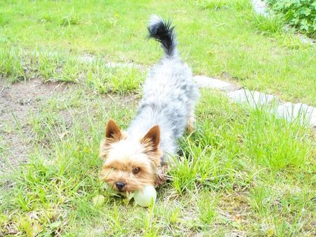 Yorkshire Terrier Hunde Foto 41907 in höherer Auflösung ansehen Yorkshire Terrier Nando Spielt