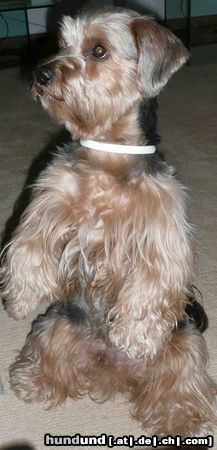 Yorkshire Terrier Hunde Foto 45540 Yorkshire Terrier Gismo
