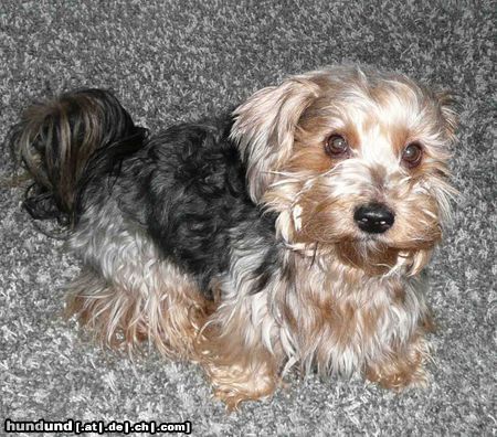 Yorkshire Terrier Gismo mag die Kamera