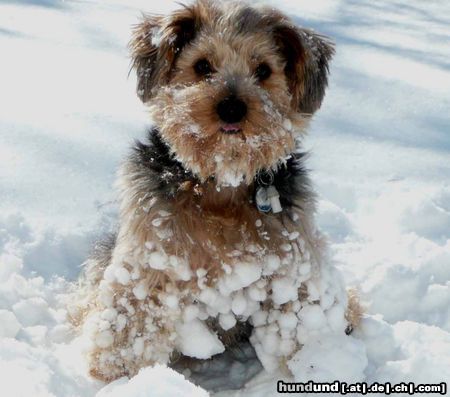 Yorkshire Terrier Gismo im Schnee
