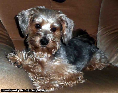 Yorkshire Terrier Hunde Foto 45607 Yorkshire Terrier Gismo...zum Knuddeln