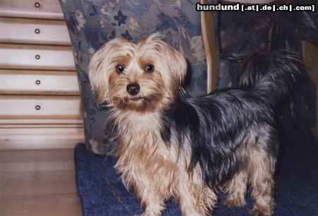 Yorkshire Terrier Hunde Foto 6898 Yorkshire Terrier Jaimy 2einhalb Jahre