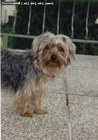 Yorkshire Terrier Hunde Foto 2800 Yorkshire Terrier Unser Schatz - JAIMY - 2 Jahre