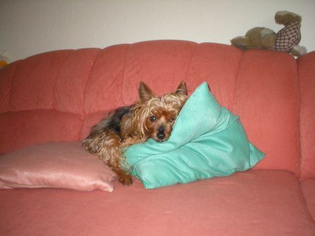 Yorkshire Terrier Hunde Foto 27752 in höherer Auflösung ansehen Yorkshire Terrier Stiene